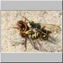 Nomada lathburiana - Wespenbiene 06d 10mm Paarung.jpg